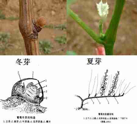 葡萄树的芽分为几种？